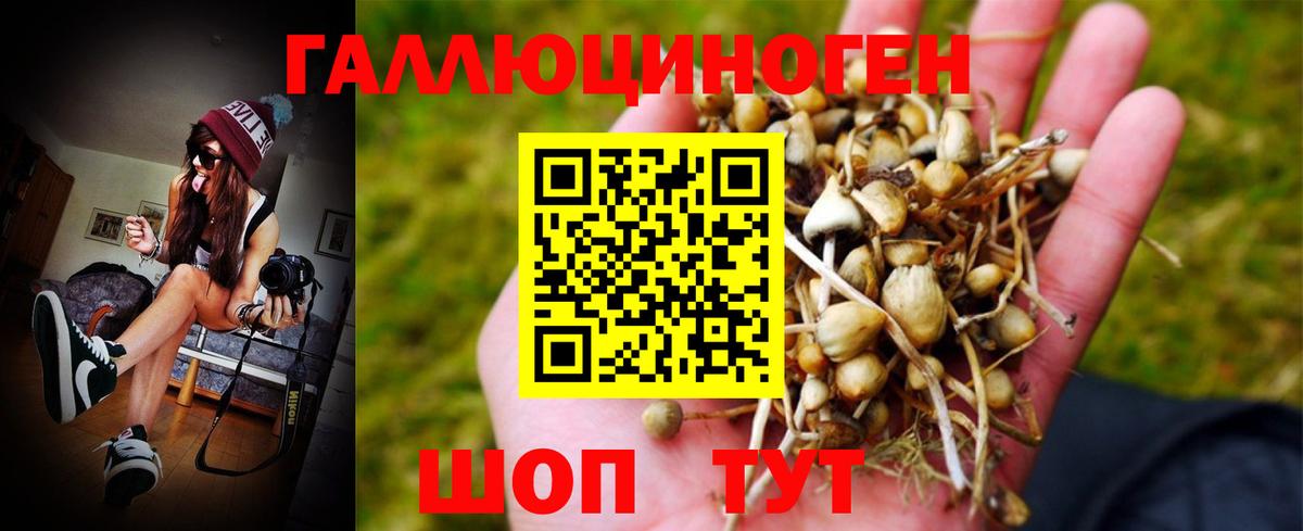 Галлюциногенные грибы GOLDEN TEACHER Ставрополь